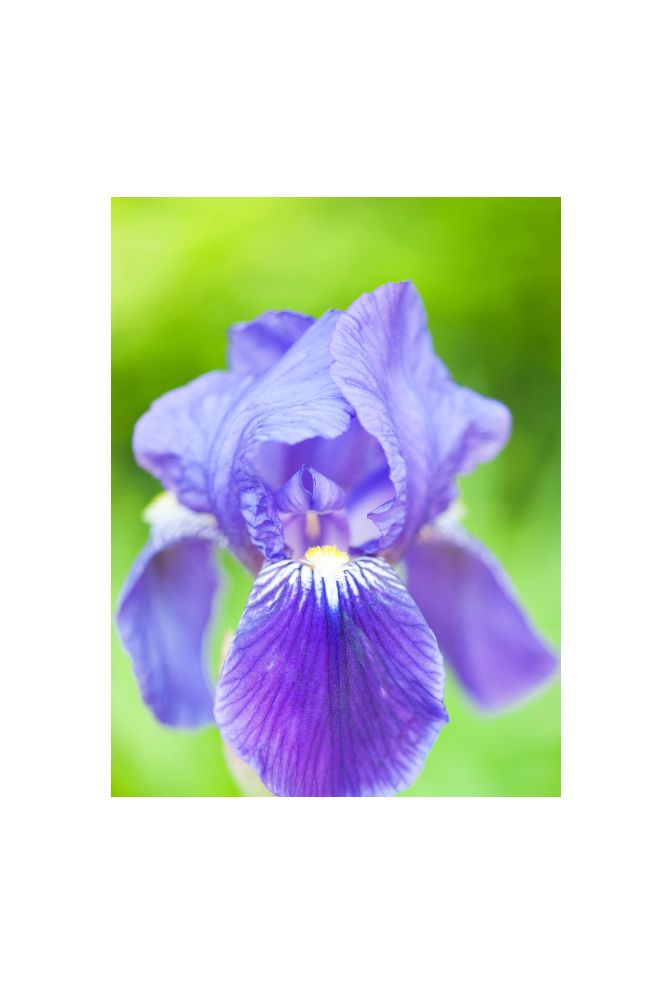 Mauve Dream Canvas Wall Art: Soft Hues for Elegant Decor