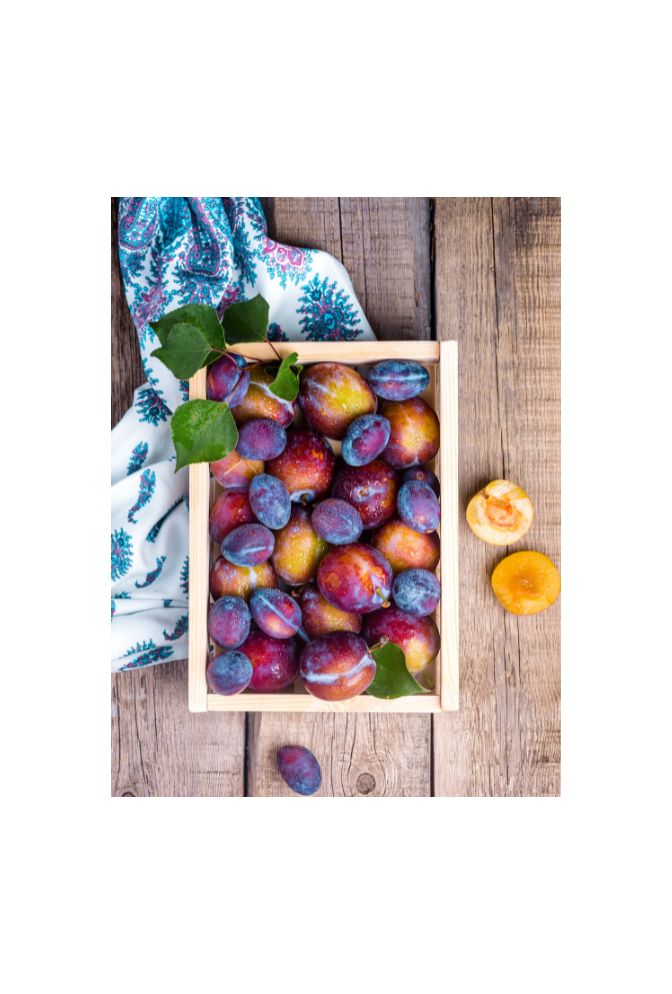Orchard's Bounty: Plum Canvas Art