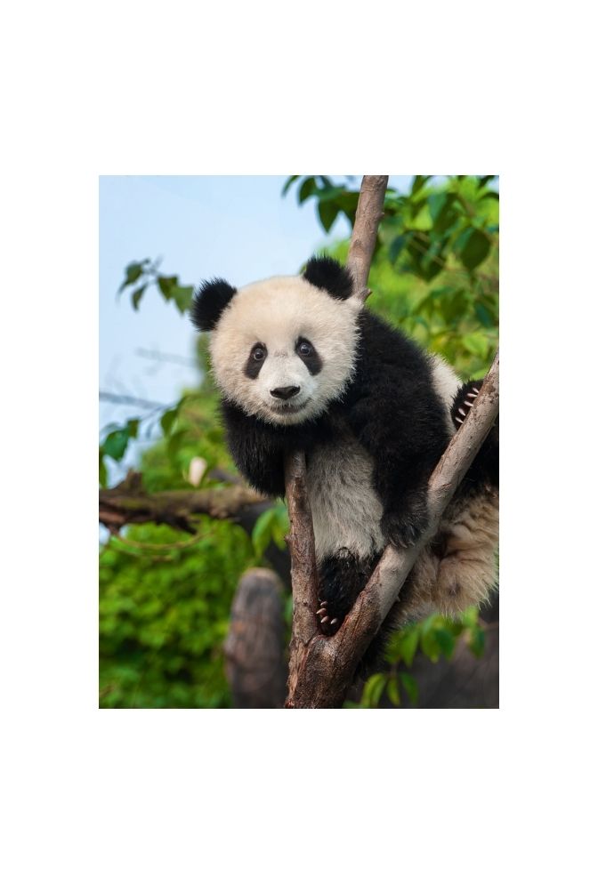 Panda Peek-a-Boo: Canvas Wall Art