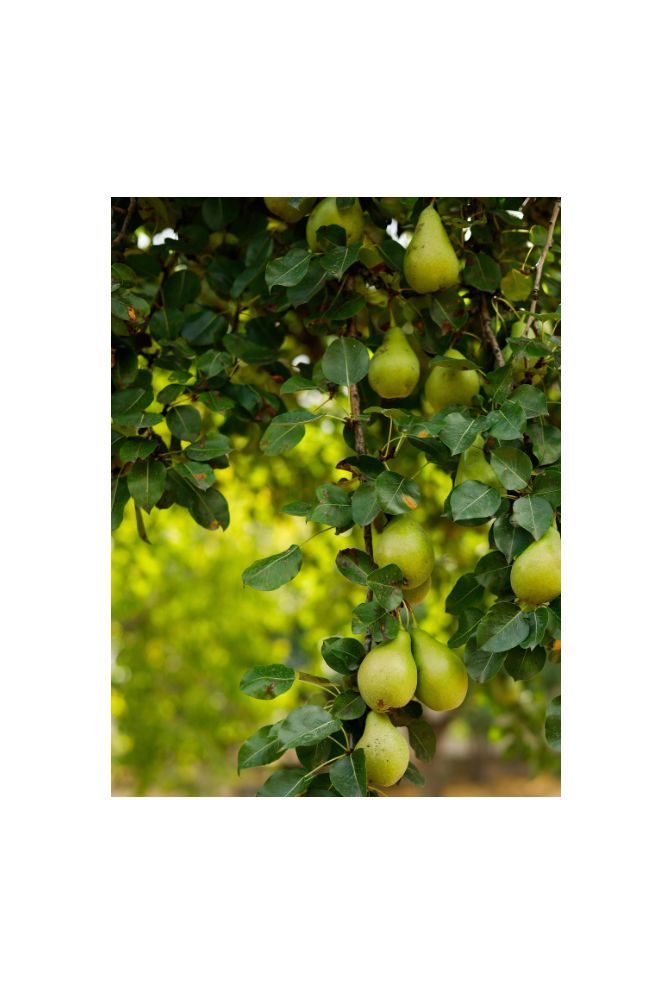 Pear Tree Bounty: Orchard Canvas Art