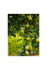 Pear Tree Bounty: Orchard Canvas Art