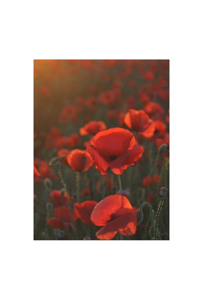 Scarlet Poppy Field Canvas: Romantic Floral Wall Art
