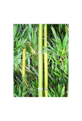 Serene Stalks: Bamboo Canvas Wall Art