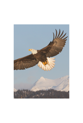 Soaring Eagle Canvas Art