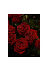 Velvet Red Rose Canvas: Timeless Elegance for Your Home
