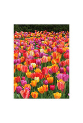 Vibrant Canvas Wall Art for a Burst of Color