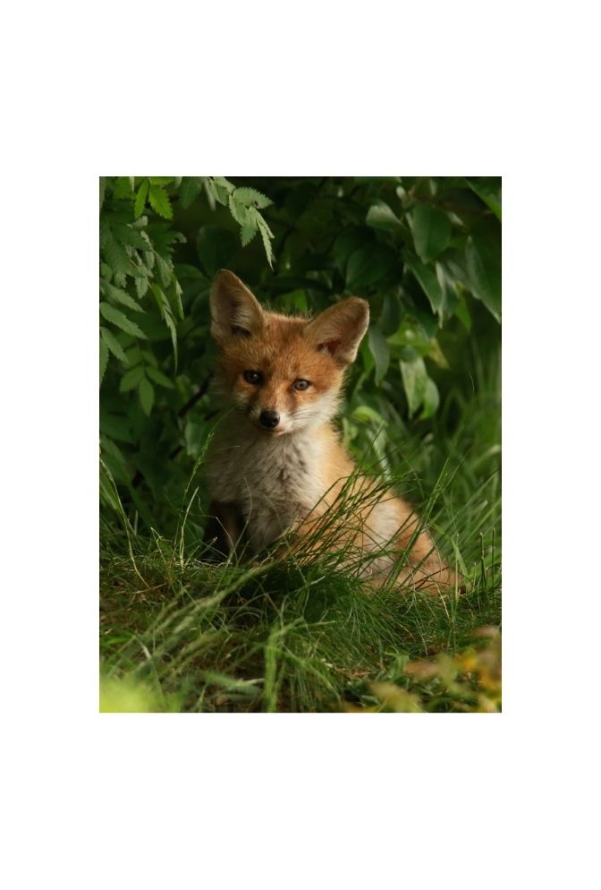Whispering Woods: Fox Cub Canvas Art