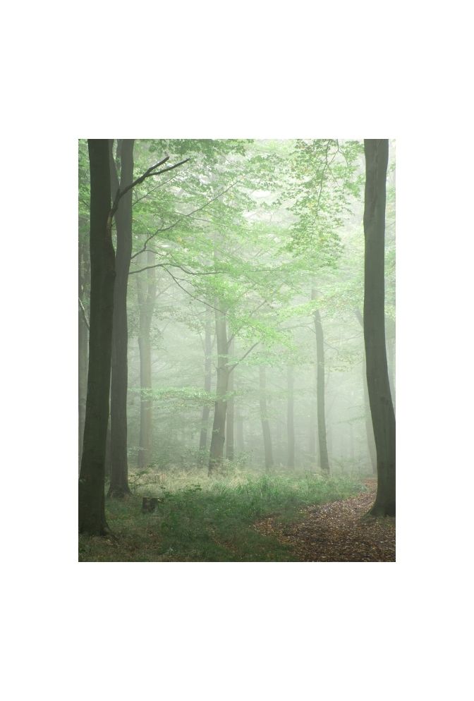 Whispers of the Woods Canvas Art