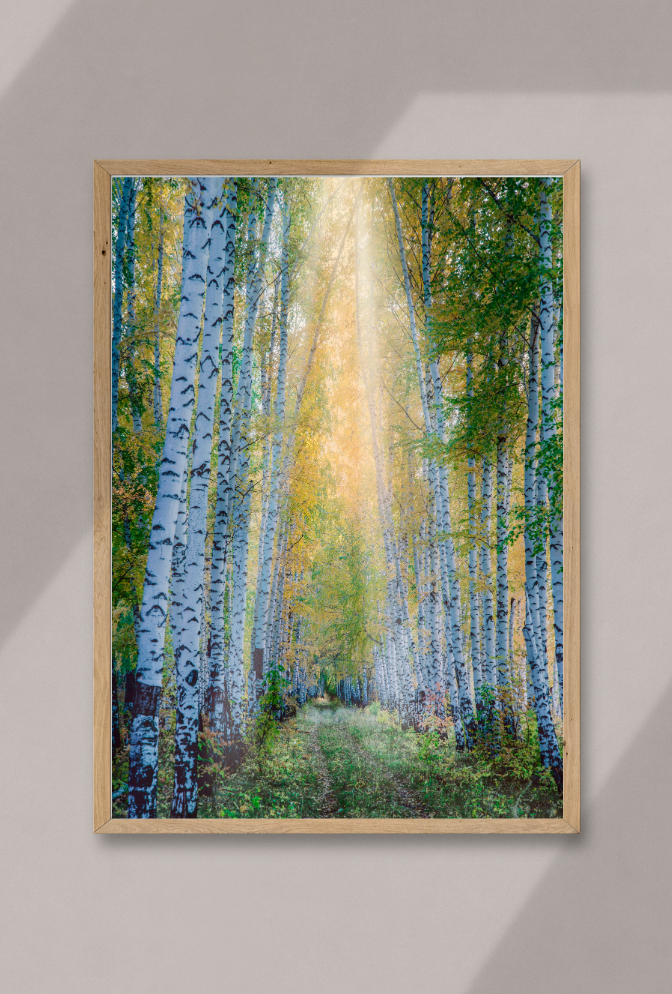Birch Tree Canvas Wall Art Poster