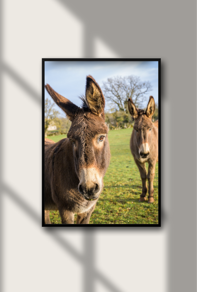 Curious Donkeys Canvas Art