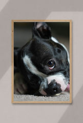 Boston Bean: Puppy Canvas Art