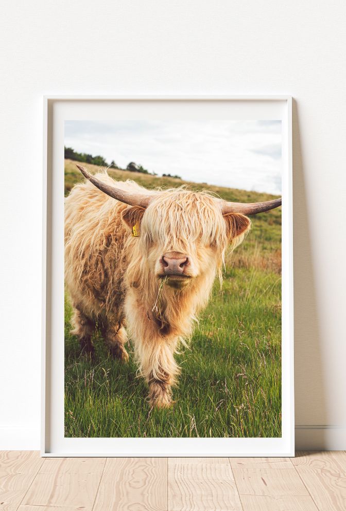 Highland Cow Canvas Wall Art – Rustic Farmhouse Animal Portrait