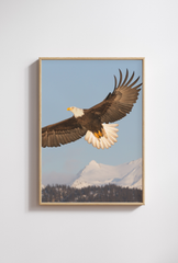 Soaring Eagle Canvas Art