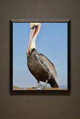 Elegant Pelican Canvas Art: Coastal Charm for Your Walls