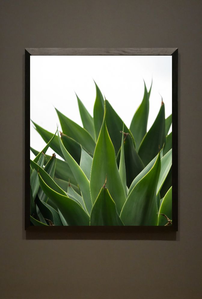 Agave Canvas Wall Art for a Natural Touch
