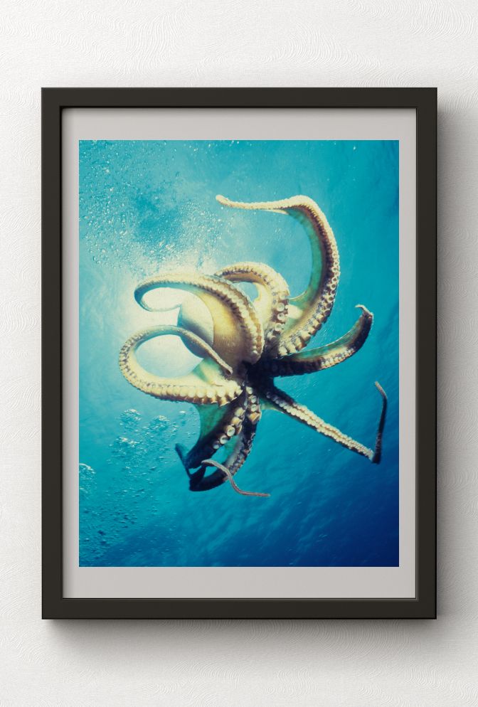 Ocean Majesty: Octopus Canvas Wall Art