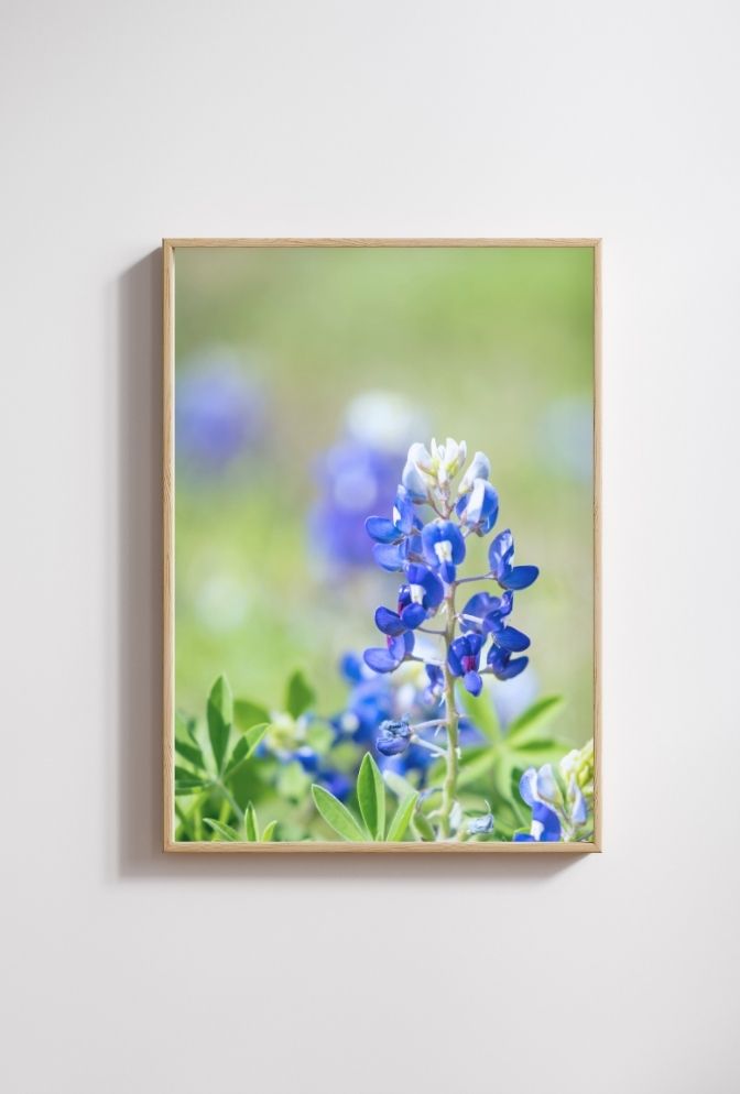 Texas Bloom: Bluebonnet Canvas Art
