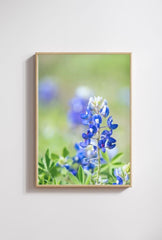 Texas Bloom: Bluebonnet Canvas Art