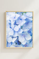 Blue Hydrangea Bloom Canvas Art