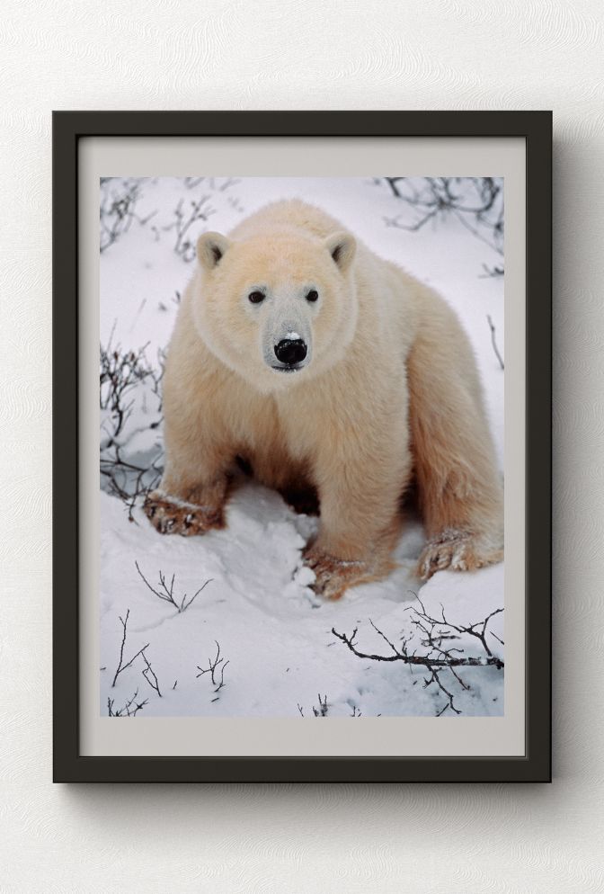 Arctic Majesty: Bring the Wonder of Polar Bears to Your Walls