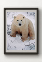 Arctic Majesty: Bring the Wonder of Polar Bears to Your Walls