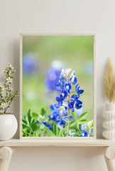 Texas Bloom: Bluebonnet Canvas Art