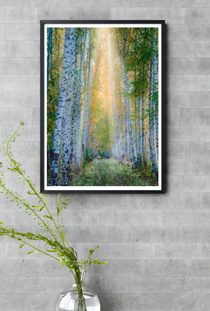 Birch Tree Canvas Wall Art Poster