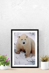 Arctic Majesty: Bring the Wonder of Polar Bears to Your Walls