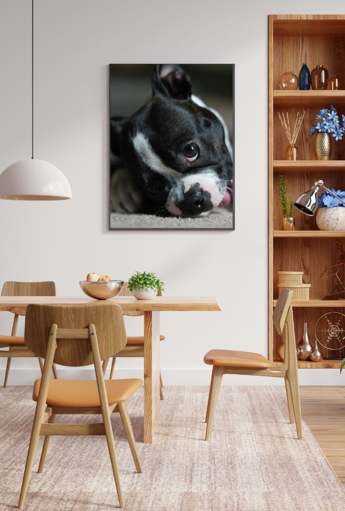 Boston Bean: Puppy Canvas Art