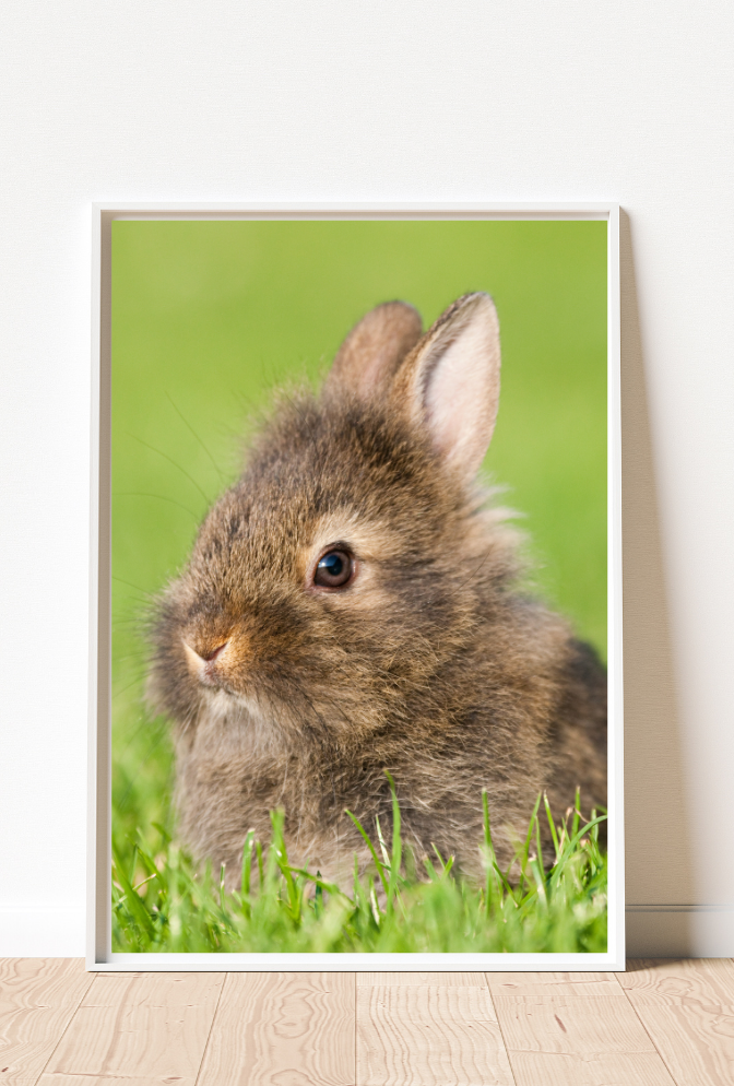 Animal Canvas Wall Art Poster