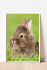 Animal Canvas Wall Art Poster