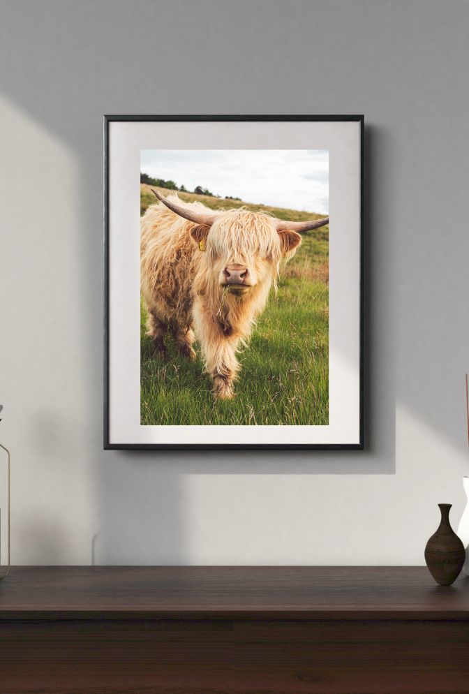 Highland Cow Canvas Wall Art – Rustic Farmhouse Animal Portrait