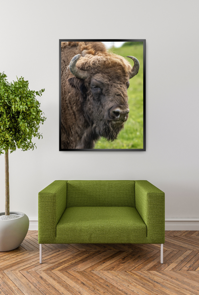 Bison Canvas Wall Art Poster