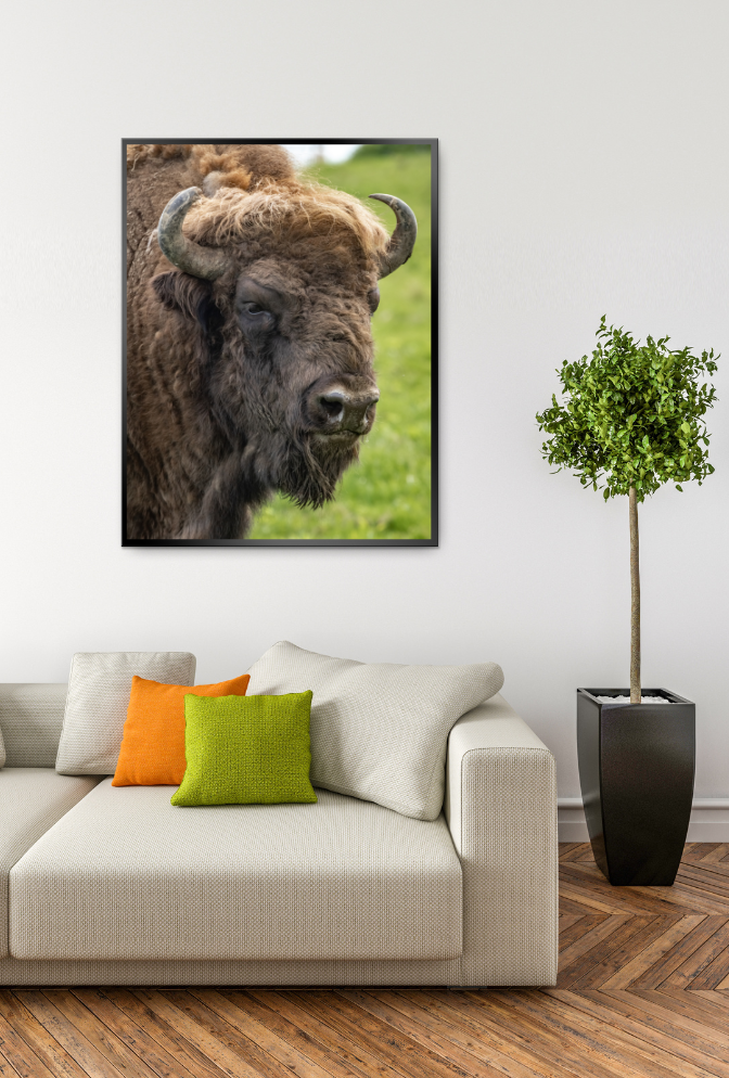 Bison Canvas Wall Art Poster