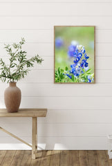 Texas Bloom: Bluebonnet Canvas Art