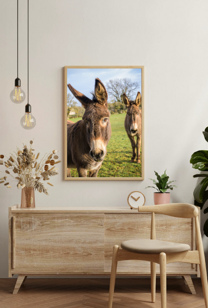 Curious Donkeys Canvas Art