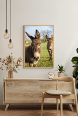 Curious Donkeys Canvas Art