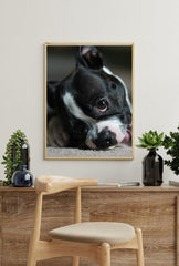 Boston Bean: Puppy Canvas Art