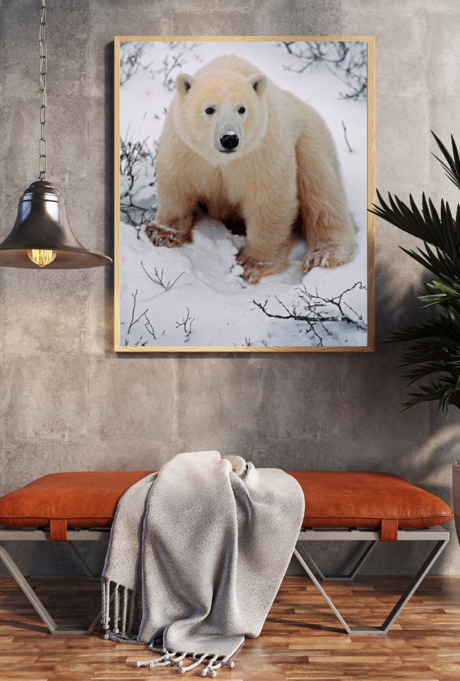 Arctic Majesty: Bring the Wonder of Polar Bears to Your Walls