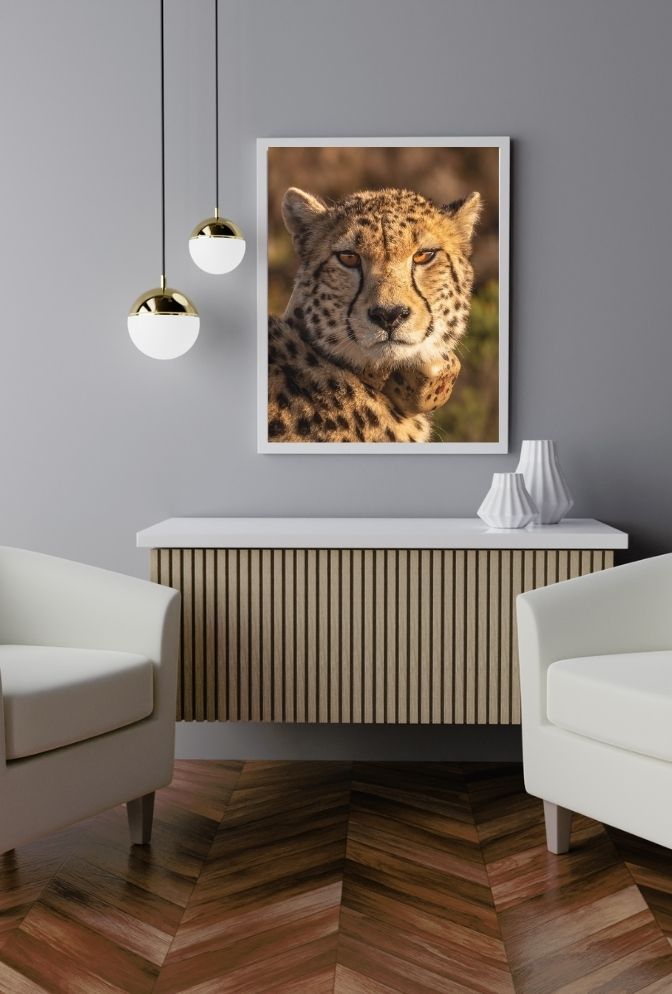 Cheetah Gaze: Wild Cat Canvas Art
