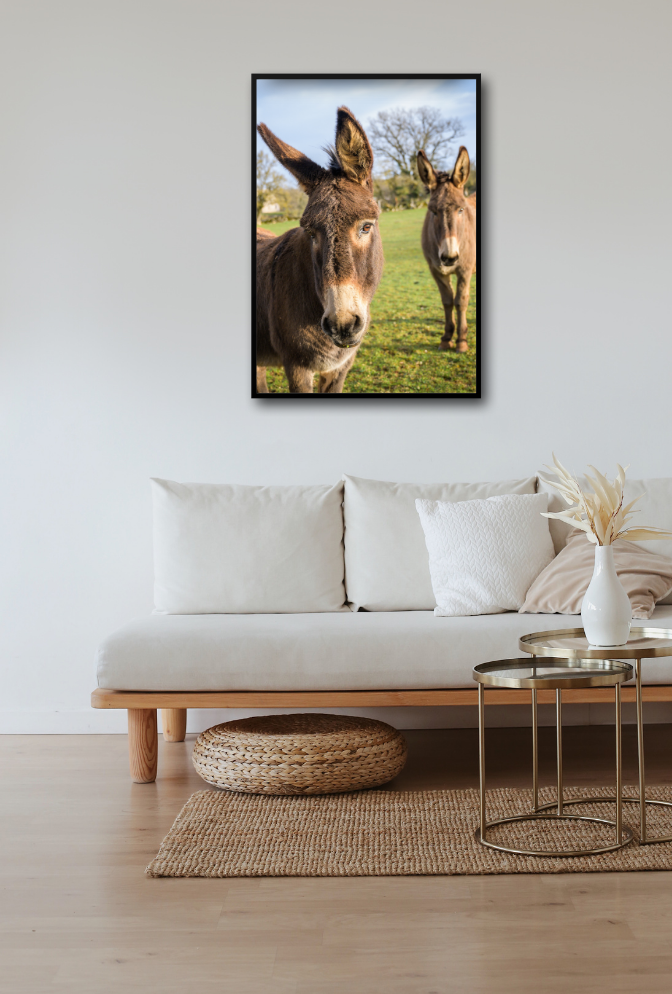 Curious Donkeys Canvas Art