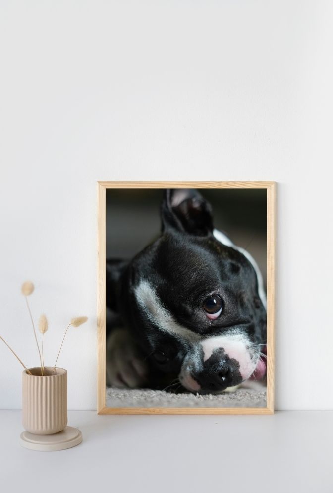 Boston Bean: Puppy Canvas Art