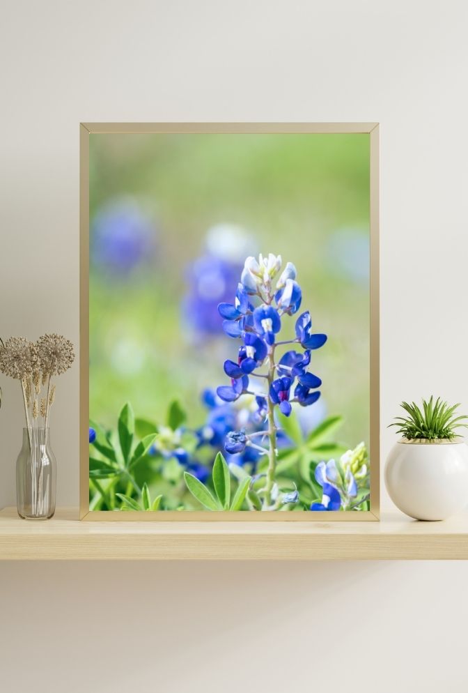 Texas Bloom: Bluebonnet Canvas Art