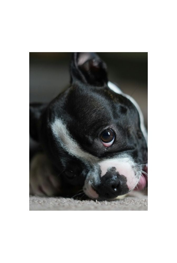 Boston Bean: Puppy Canvas Art