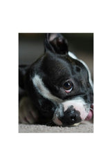 Boston Bean: Puppy Canvas Art