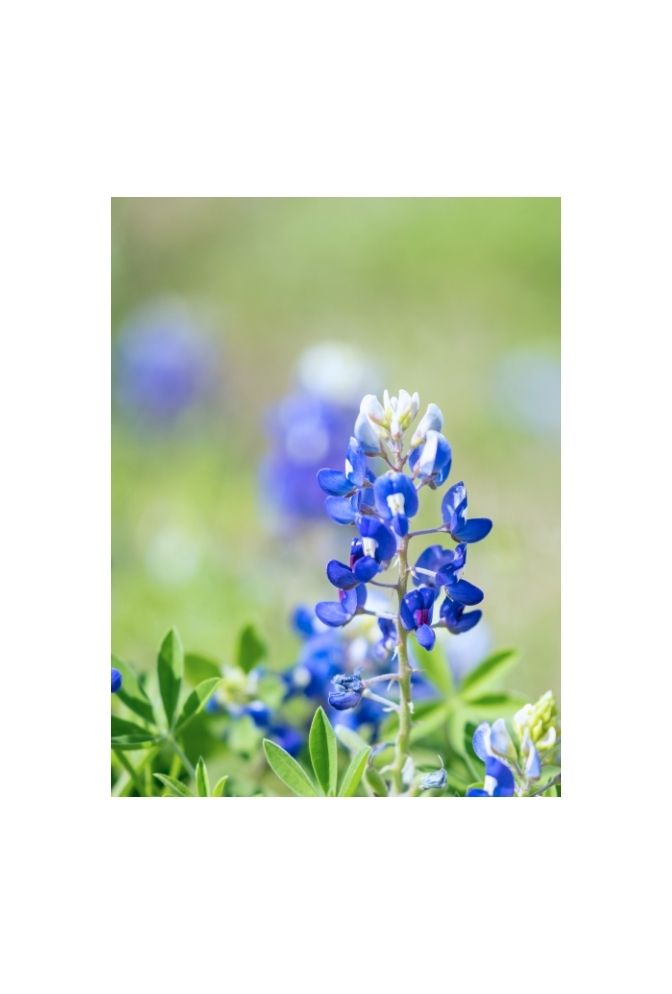 Texas Bloom: Bluebonnet Canvas Art