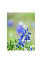 Texas Bloom: Bluebonnet Canvas Art